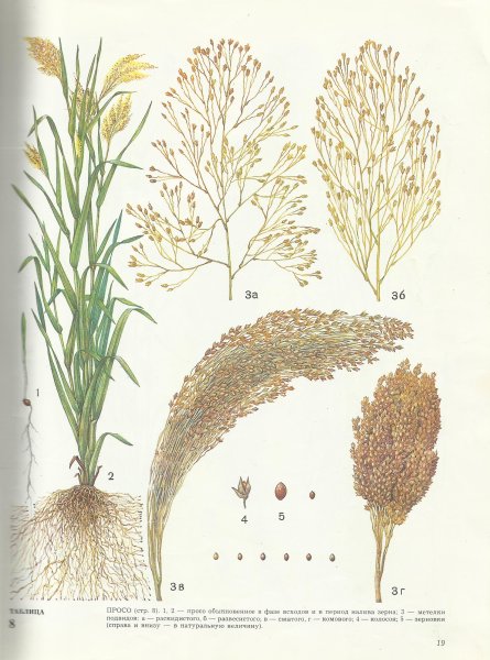 Метелка проса