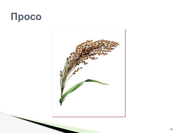 Соцветие метелка просо