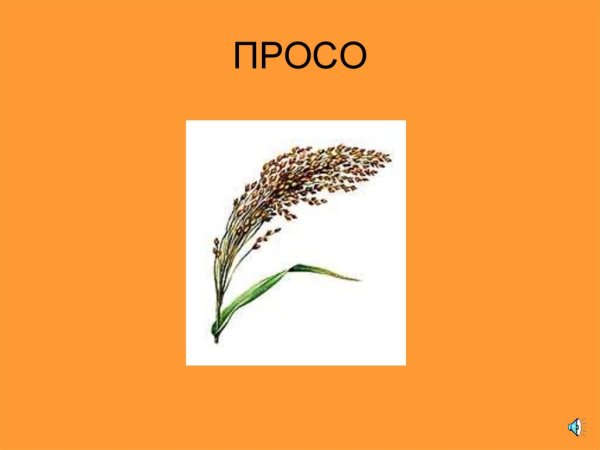 Просо рисунок растения