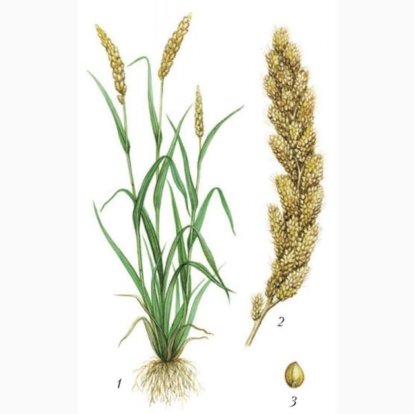 Просо чумиза