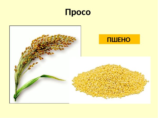 Просо пшено пшенная каша