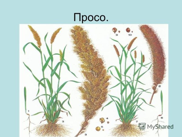 Рис злаковое растение