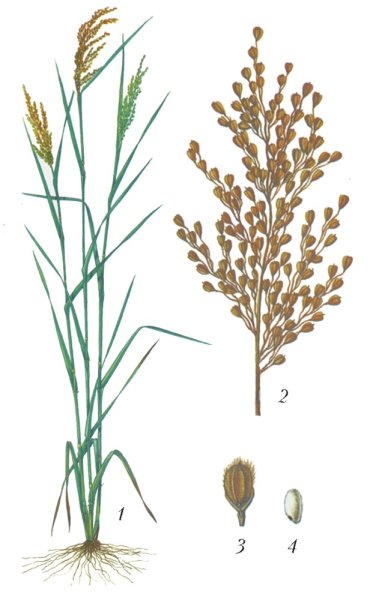 Просо Колос