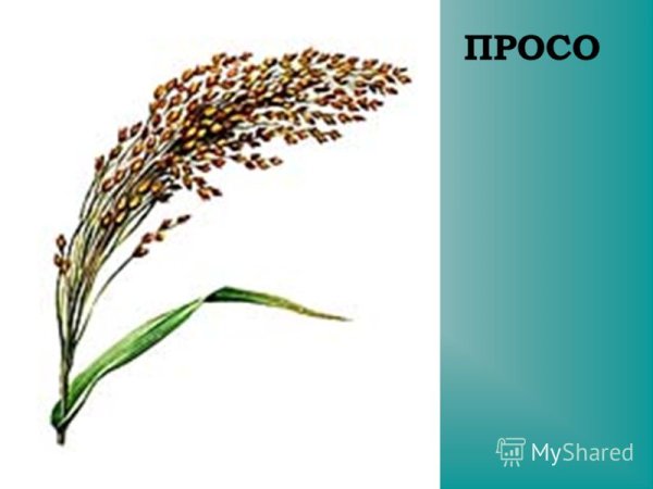 Ковыль Тырса стебель