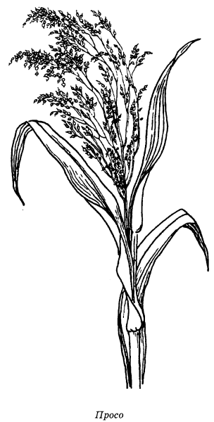 Обучающие карточки злаки и их семена