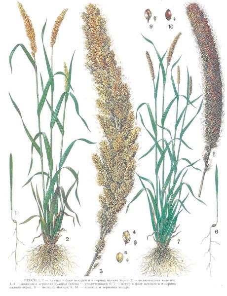 Строение пшеницы ржи ячменя