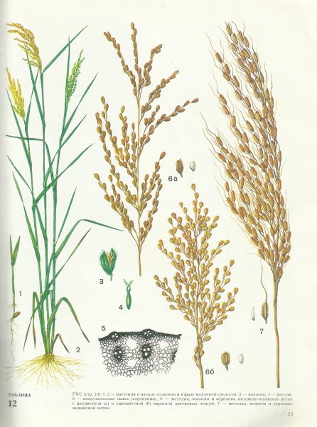 Зерновка сорго