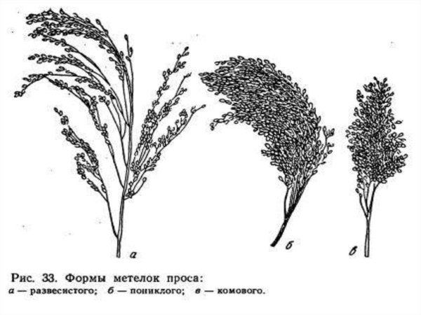 Строение зерна просо