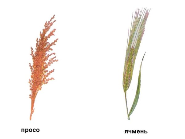 Просо раскраска