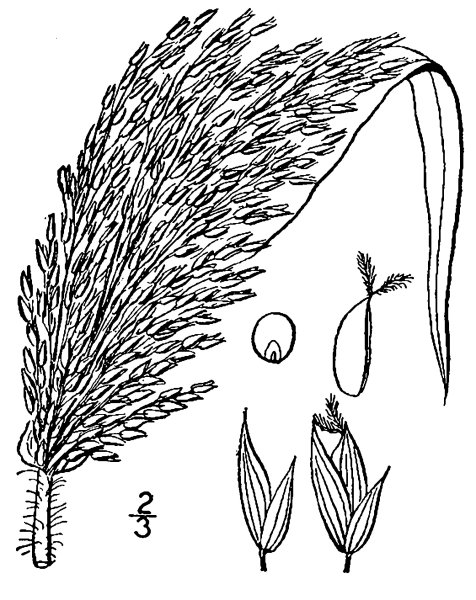 Просо раскраска