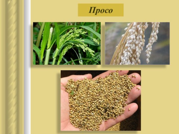 Просо стебель