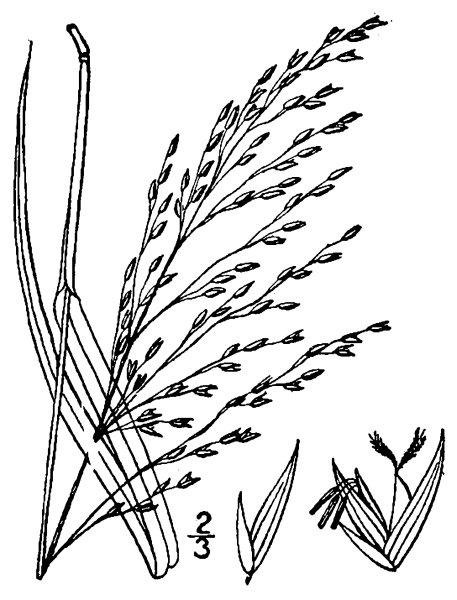 Злаковые культуры просо