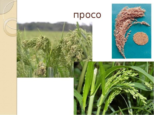 Просо сорго рис