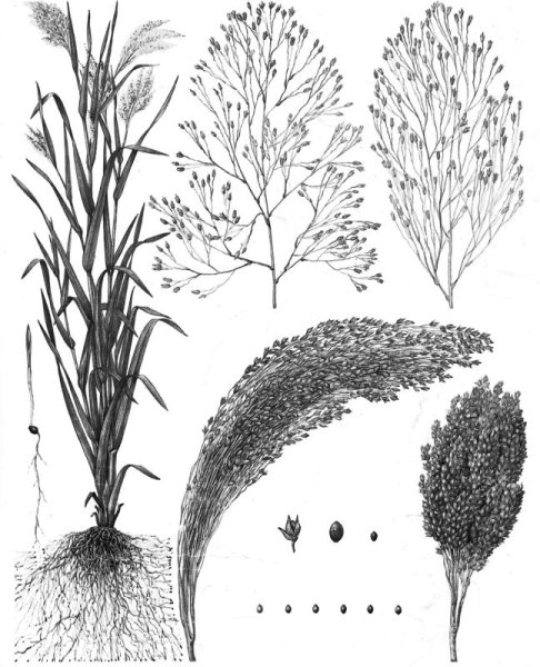 Просо стебель