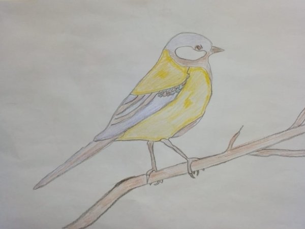 Зимующие птицы один много