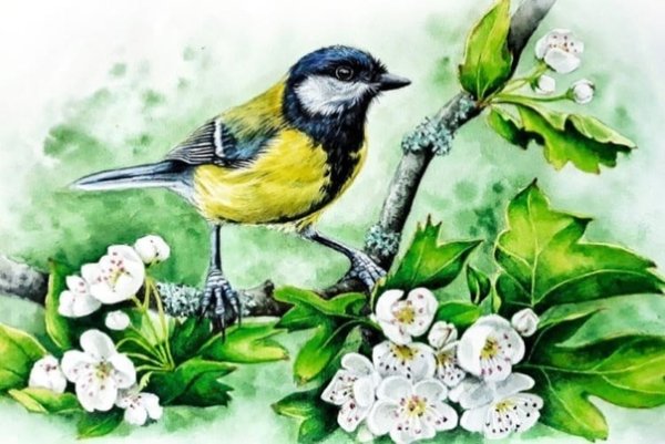 Рисование зимующие птицы старшая группа