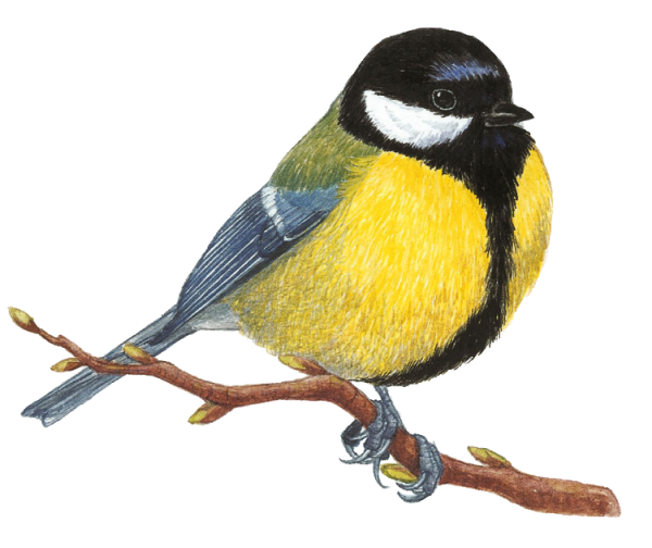 Синичка для детей