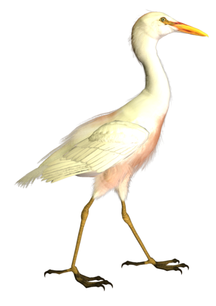 Аист Фламинго цапля