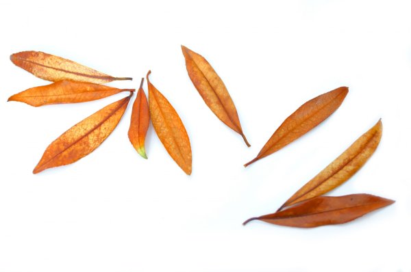 Сухие листья