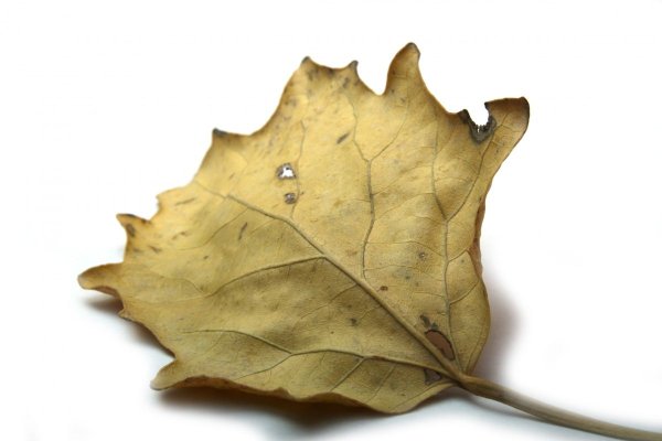 Сухие листья