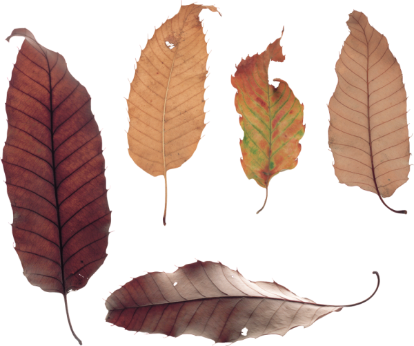 Сухие листочки