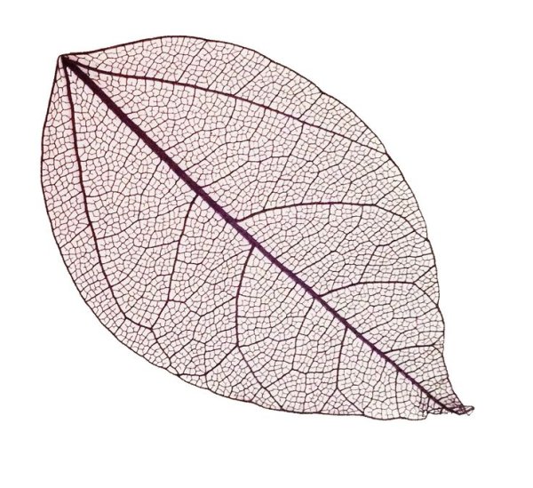Скелет листа