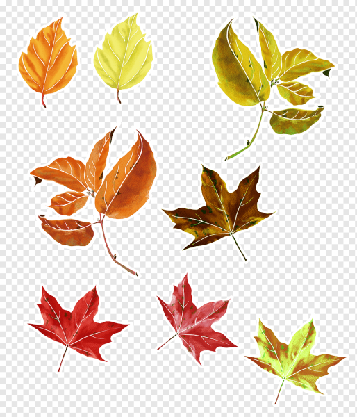 Осенние листья картинки для оформления