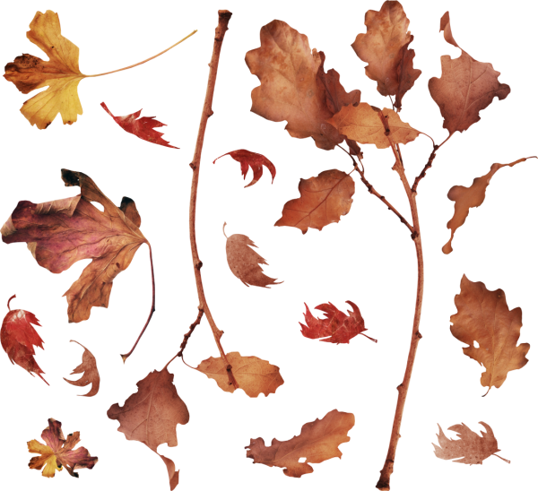 Сухие осенние листья