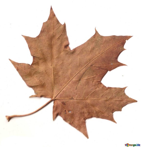 Сухие листья