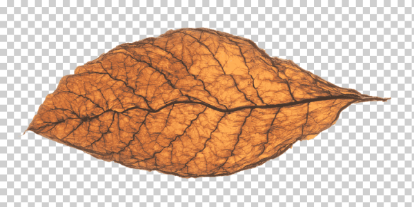 Табачный лист Берли