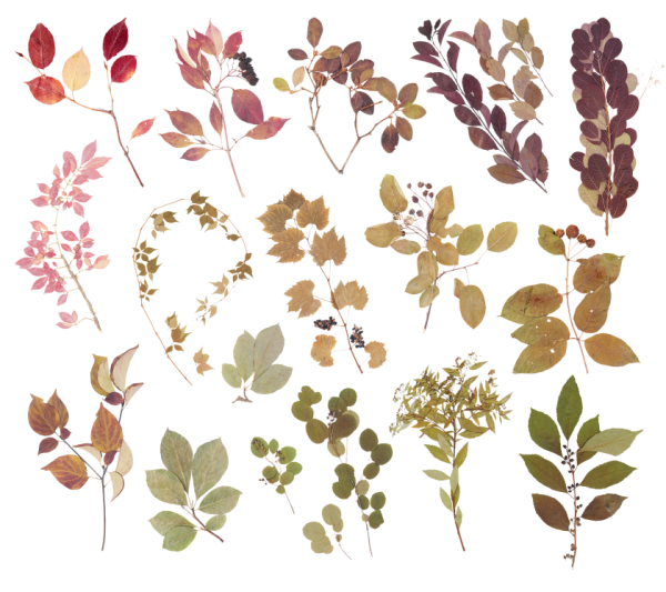 Наклейки с сухоцветами