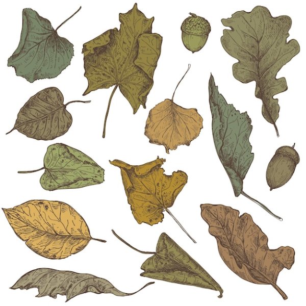Сухие листья вектор