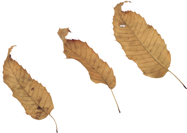 Сухой листик