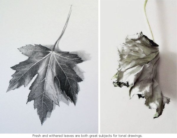 Карандашные Наброски листьев