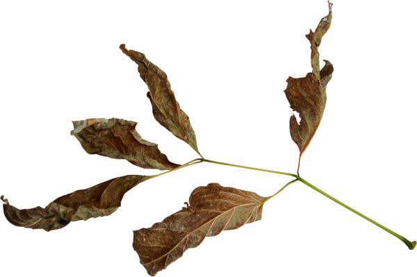 Засохшая ветка