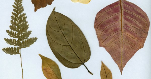 Засушенные кофейные листья