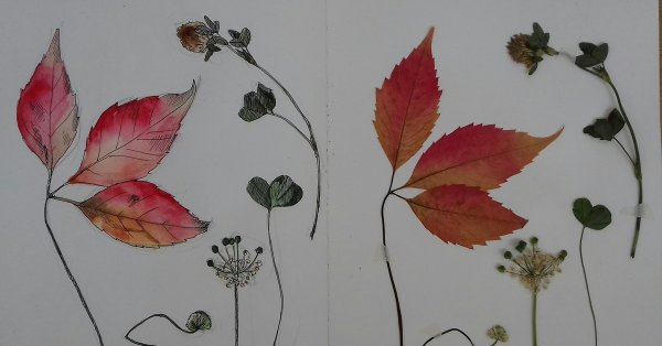 Гербарий на листе а3