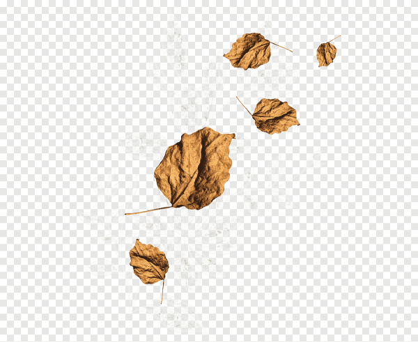 Лист гербарий на прозрачном фоне