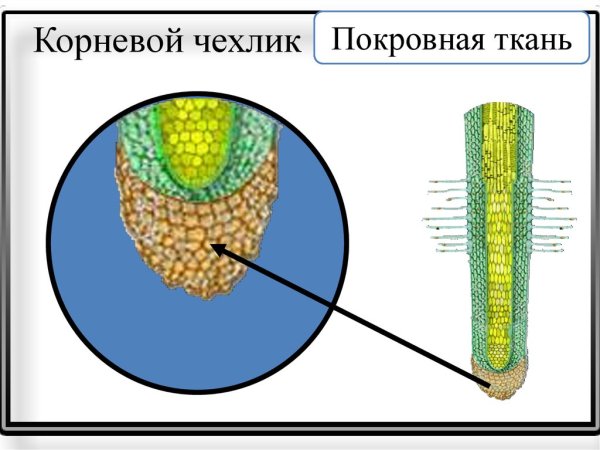 Корневой чехлик образовательная ткань