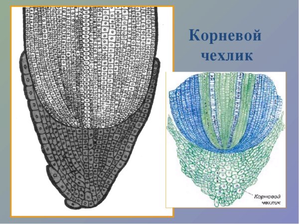 Зоны корня чехлик 6 класс биология