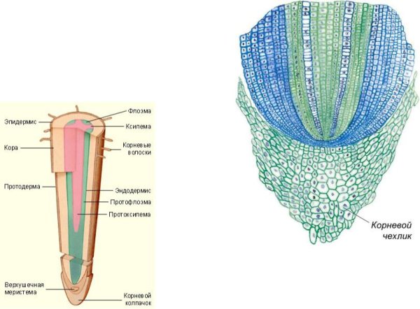 Корневой чехлик и волоски