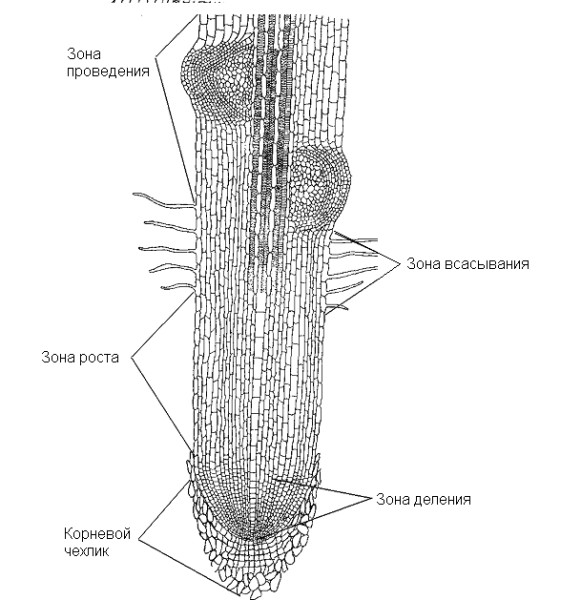 Корневой чехлик ткань