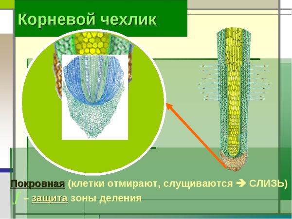 Строение корня зоны корня и их функции