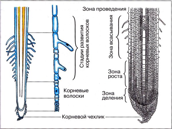 Зоны корня корневой чехлик и корневые волоски