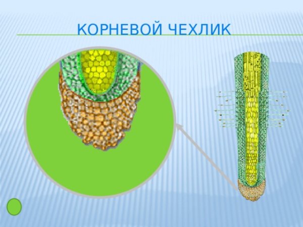 Корневой чехлик зона деления