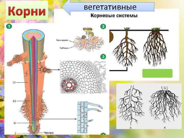 Корневой чехлик зона деления