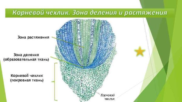 Зоны деления корня корневой чехлик