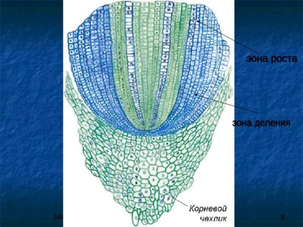 Корневой чехлик зона деления