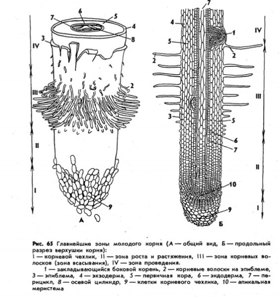 Внутреннее строение корня 6 класс