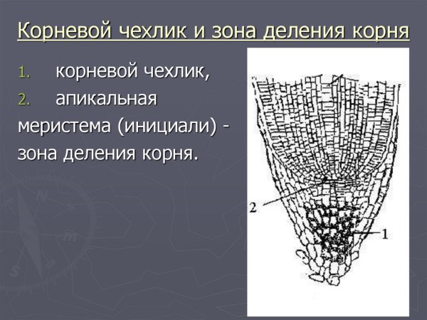Функции зон корня